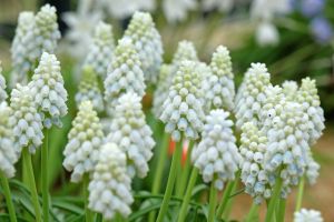 Muscari Alaska